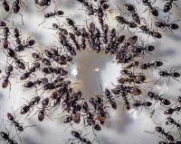 8 કરોડની વસ્તીવાળા દેશમાં ભારે પડશે આ કીડીઓ, વીજળી અને ઇન્ટરનેટની લગાવી વાટ