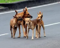 ગુજરાતમાં કૂતરાં કરડવાના કેસો ચિંતાજનક સ્તરે, દરરોજ સરેરાશ 700થી વધુ લોકો શિકાર