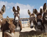 પાકિસ્તાન પાસે 2 લાખ ગધેડા ખરીદીને ચીન તેનું શું કરી રહ્યું છે?