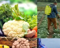 તમારી થાળીમાં પીરસવામાં આવતી ખાવાની આ વસ્તુ હાર્ટ બ્લોકેજનું જોખમ વધારી રહી છે! જાણો તેનું કારણ શું છે