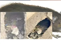 સુરતના બ્રિજ પર મોટું ગાબડું પડી ગયું, મહાનગરપાલિકા કહે ઉંદરોએ આ કર્યું