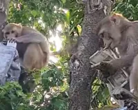 પ્રયાગરાજમાં એક વાંદરો બાઇકની ડિક્કીમાંથી 500ની નોટોની થેલી લઈને ભાગ્યો...