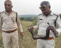 ખેડૂતના વાડામાંથી મળ્યો રેડ સેન્ડ બોઆ સાપ, જેની આંતરરાષ્ટ્રીય કિંમત કરોડો રૂપિયા, વન વિભાગની ટીમે જંગલમાં છોડી દીધો