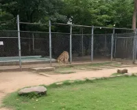 તંત્રની બેદરકારીથી ભાગી ગયેલા તમામ શિયાળ જાતે જ દિલ્હી પ્રાણી સંગ્રહાલયમાં પાછા આવી ગયા