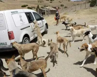 વર્લ્ડ કપ માટે કુતરાઓનો જીવ લેવાય રહ્યો છે? આ દેશ પર લાગ્યો ગંભીર આરોપ