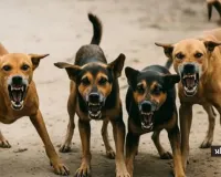 સુરતમાં 4 વર્ષના બાળક પર 5 કુતરા તુટી પડ્યા, 50 બચકાં ભર્યા