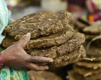 MCDએ કહ્યું, ગાયના છાણાથી અગ્નિસંસ્કાર કરો, નિષ્ણાતો કહે છે કે તેનાથી 'પ્રદૂષણ વધી શકે છે'