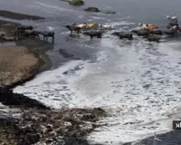 પ્રદૂષણ કરશો તો દંડ ભરીને છૂટી જશો, જેલ નહીં જવું પડે