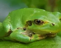 જાપાની ઝાડના દેડકામાં એક શક્તિશાળી કેન્સર વિરોધી દવા મળી આવી, જે એક ડોઝ આપતા જ કેન્સરને દૂર કરે છે