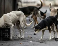 લ્યો બોલો...! અમદાવાદમાં હવે રખડતા કુતરાઓને પણ ગળામાં પટ્ટા પહેરાવાશે