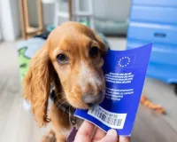 એક રખડતા કૂતરાને અમેરિકાના વીઝા કંઈ રીતે મળી ગયા?