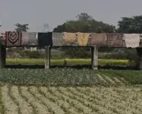 એન્જિનિયરોએ બુદ્ધિનું પ્રદર્શન કર્યું! નદી પર નહીં ખેતરોની વચ્ચોવચ પુલ ઊભો કરી દીધો