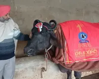 મુર્રા ભેંસે 29.65 લીટર દૂધ આપીને બુલેટ જીતી હતી, અગાઉ તેણે ટ્રેક્ટર અને 2 લાખ રૂપિયા પણ જીત્યા હતા