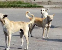 નસબંધી 2200 કૂતરાઓની કરી, પણ કાગળ પર 33000 બતાવી લાંચિયાઓ કરોડો ચાઉં કરી ગયા