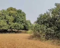 ગુજરાતના હવામાનમાં સતત થતા ફેરફારોથી ખેડૂતો ચિંતાતૂર, કેરીના પાકમાં ભારે નુકસાનીની ભીતી