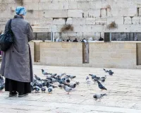 પ્રતિબંધ હોવા છતા મહિલાએ કબૂતરોને દાણા નાખતા કોર્ટે 2 લાખનો દંડ ફટકારી દીધો