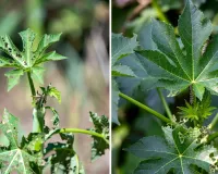 પાક ઉપર ગંભીર સંકટ, આ ઈયળે ઉત્તર ગુજરાતમાં મચાવ્યો તાંડવ