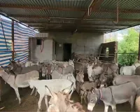 હવે સરકાર ગધેડા ઉછેરવા માટે 50 લાખ રૂપિયા આપશે, જાણી લો તેનો લાભ કેવી રીતે લેવો