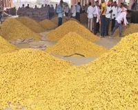 ઈરાન યુદ્ધની અસર; હળદરના ભાવ પ્રતિ ક્વિન્ટલ રૂ. 3500 ઘટ્યા, મરાઠવાડાના ખેડૂતો ચિંતિત!