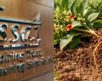 અશ્વગંધાના પાંદડા પર FSSAIએ પ્રતિબંધ શા માટે લગાવ્યો? તેના મૂળિયા ખાવાના ફાયદા અને આડઅસરો વિશે જાણો