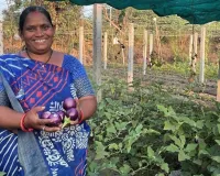 રસોડાથી ખેતર સુધી અદાણી ફાઉન્ડેશનની મદદથી કૈલાશબેનની પ્રાકૃતિક ખેતીમાં સફળતાની ગાથા