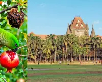 'પોપટ પણ જંગલી પ્રાણી છે', બોમ્બે હાઈકોર્ટનો રસપ્રદ ચૂકાદો, સરકારને કેમ આપ્યો ઠપકો?
