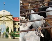 ‘રાજ્યની અંદર ગાય કે ગૌવંશને વાહનમાં લઈ જવા એ ગુનો નથી’, હાઈ કોર્ટેની ટિપ્પણી