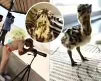 એક પક્ષીની સિક્યોરિટી માટે વન વિભાગે 50 સુરક્ષાકર્મીઓને તૈનાત કરી દીધા