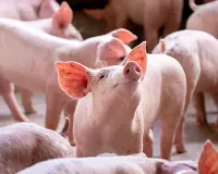 ડુક્કરના શુક્રાણુની ચર્ચા કેમ થઈ રહી છે? આ કામમાં ઉપયોગ કરી રહ્યા છે ડૉક્ટરો