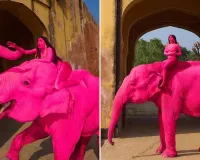 શું જયપુરમાં ગુલાબી રંગના કારણે હાથીએ ગુમાવ્યો હતો જીવ? મોડેલને બેસાડીને રશિયન ફોટોગ્રાફરે કર્યું હતું ફોટોશૂટ