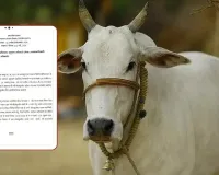 હવે શિક્ષકોને 100 ક્વિન્ટલ ઘાસનું ભૂસું એકઠું કરવાનો આદેશ અપાયો! શિક્ષક સંઘે કહ્યું, 'કાલે ઉઠીને કહેશે ગાયનું છાણ લઇ આવો'