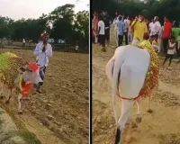 ગાય 7 દિવસથી કરી રહી છે ખેતરની પરિક્રમા, લોકોએ ગણ્યો ચમત્કાર... આઠમા દિવસે ખૂલ્યું રહસ્ય 