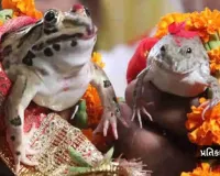 ‘કાર્ડ છપાવાયા, બેન્ડ-વાજા સાથે જાન પણ નીકળી અને પછી...’, દેડકા-દેડકીના લગ્ન શા કરાવાય છે?