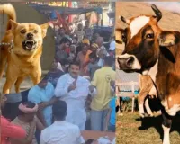 જે ગાયને કૂતરું કરડ્યું હતું તેના દૂધનું બે ગામના લોકોએ ચરણામૃત પીધું, 450 લોકોને હડકવાની રસી આપવી પડી