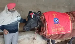 મુર્રા ભેંસે 29.65 લીટર દૂધ આપીને બુલેટ જીતી હતી, અગાઉ તેણે ટ્રેક્ટર અને 2 લાખ રૂપિયા પણ જીત્યા હતા