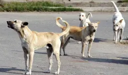 નસબંધી 2200 કૂતરાઓની કરી, પણ કાગળ પર 33000 બતાવી લાંચિયાઓ કરોડો ચાઉં કરી ગયા