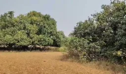 ગુજરાતના હવામાનમાં સતત થતા ફેરફારોથી ખેડૂતો ચિંતાતૂર, કેરીના પાકમાં ભારે નુકસાનીની ભીતી