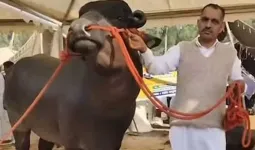 UK, US, ઈટલીથી આ પાડાની પૂછપરછ માટે ફોન આવે છે, માલિક 50 કરોડમાં પણ વેચવા તૈયાર નથી