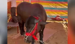 પશુ પ્રદર્શનમાં કોટડાનો 'સમ્રાટ' પાડો છવાયો, કિંમત જાણીને ચોંકી જશો 