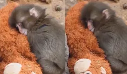 આ વાંદરાના બચ્ચાને જોઈને કેટલાક લોકો હસી પડ્યા અને પછી રડ્યા, જ્યારે કેટલાક રડીને પછી હસી પડ્યા!