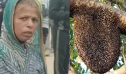મધમાખીથી 20 બાળકોને બચાવવા પોતાનો જીવ આપી દેનારા કંચનબાઈને સરકાર આપશે 4 લાખ