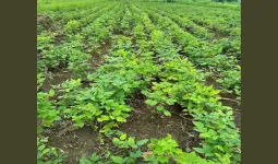 ગુજરાતના ખેડૂતોની મહેનત અને સરકારના સહયોગથી કઠોળ ઉત્પાદનમાં નવો ઇતિહાસ રચાઈ રહ્યો છે