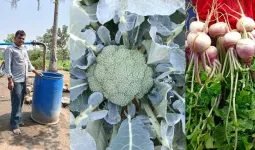 ગુજરાતના ખેડૂતો માટે સફળતાનો પ્રેરણાદાયી કિસ્સો: ભાવનગર વાવડી ગામના ખેડૂત જયંતીભાઈ ચૌહાણ