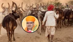 અહીંની સરકાર ગાયને ચરાવવા લઇ જનાર ગોવાળોને નોકરી આપી રહી છે... પગાર પણ આપશે, જાણો કેટલો મળશે