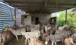 હવે સરકાર ગધેડા ઉછેરવા માટે 50 લાખ રૂપિયા આપશે, જાણી લો તેનો લાભ કેવી રીતે લેવો