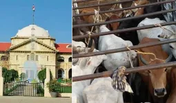 ‘રાજ્યની અંદર ગાય કે ગૌવંશને વાહનમાં લઈ જવા એ ગુનો નથી’, હાઈ કોર્ટેની ટિપ્પણી