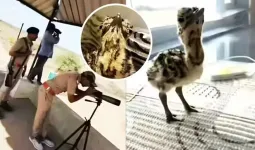 એક પક્ષીની સિક્યોરિટી માટે વન વિભાગે 50 સુરક્ષાકર્મીઓને તૈનાત કરી દીધા