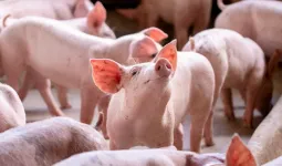 ડુક્કરના શુક્રાણુની ચર્ચા કેમ થઈ રહી છે? આ કામમાં ઉપયોગ કરી રહ્યા છે ડૉક્ટરો