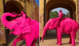 શું જયપુરમાં ગુલાબી રંગના કારણે હાથીએ ગુમાવ્યો હતો જીવ? મોડેલને બેસાડીને રશિયન ફોટોગ્રાફરે કર્યું હતું ફોટોશૂટ