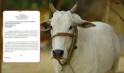 હવે શિક્ષકોને 100 ક્વિન્ટલ ઘાસનું ભૂસું એકઠું કરવાનો આદેશ અપાયો! શિક્ષક સંઘે કહ્યું, 'કાલે ઉઠીને કહેશે ગાયનું છાણ લઇ આવો'